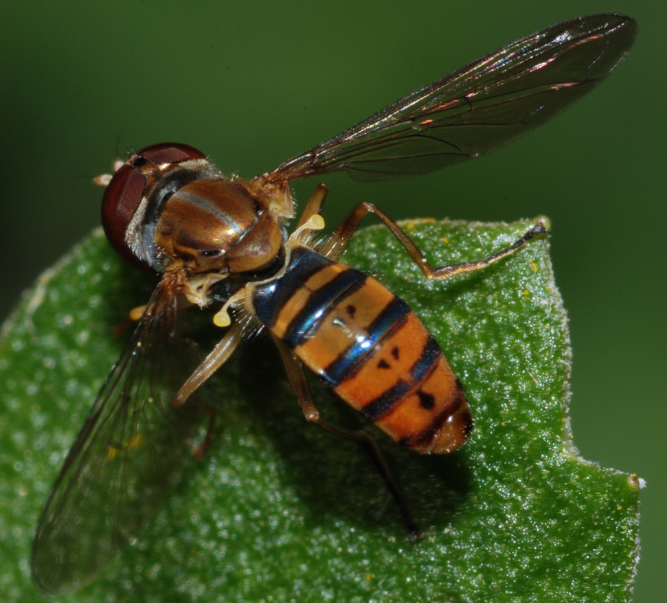 Syrphidae (Diptera)
